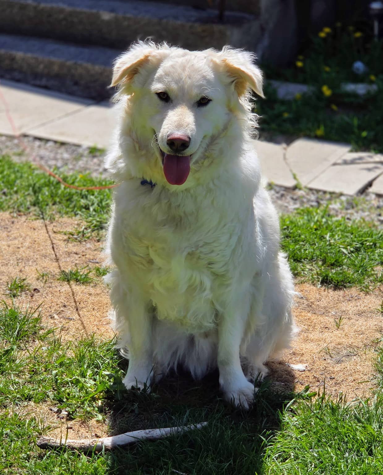 Mochi - Husky/Pyrenees mix available for adoption in Calgary