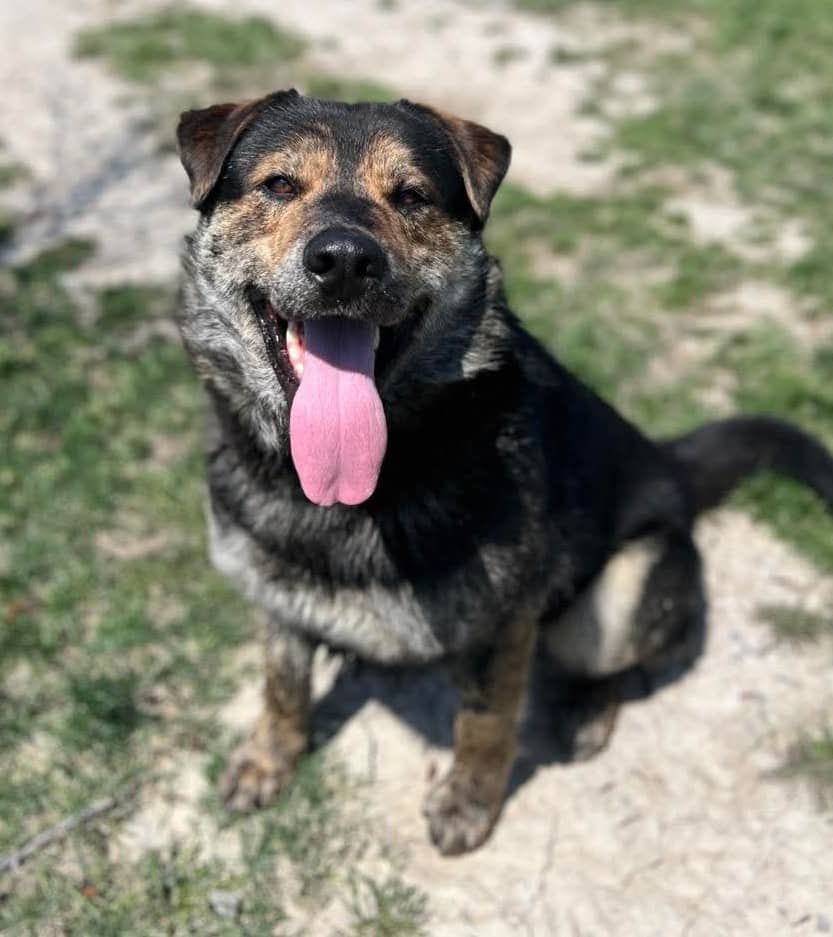 Hunter - Mixed breed available for adoption in Calgary