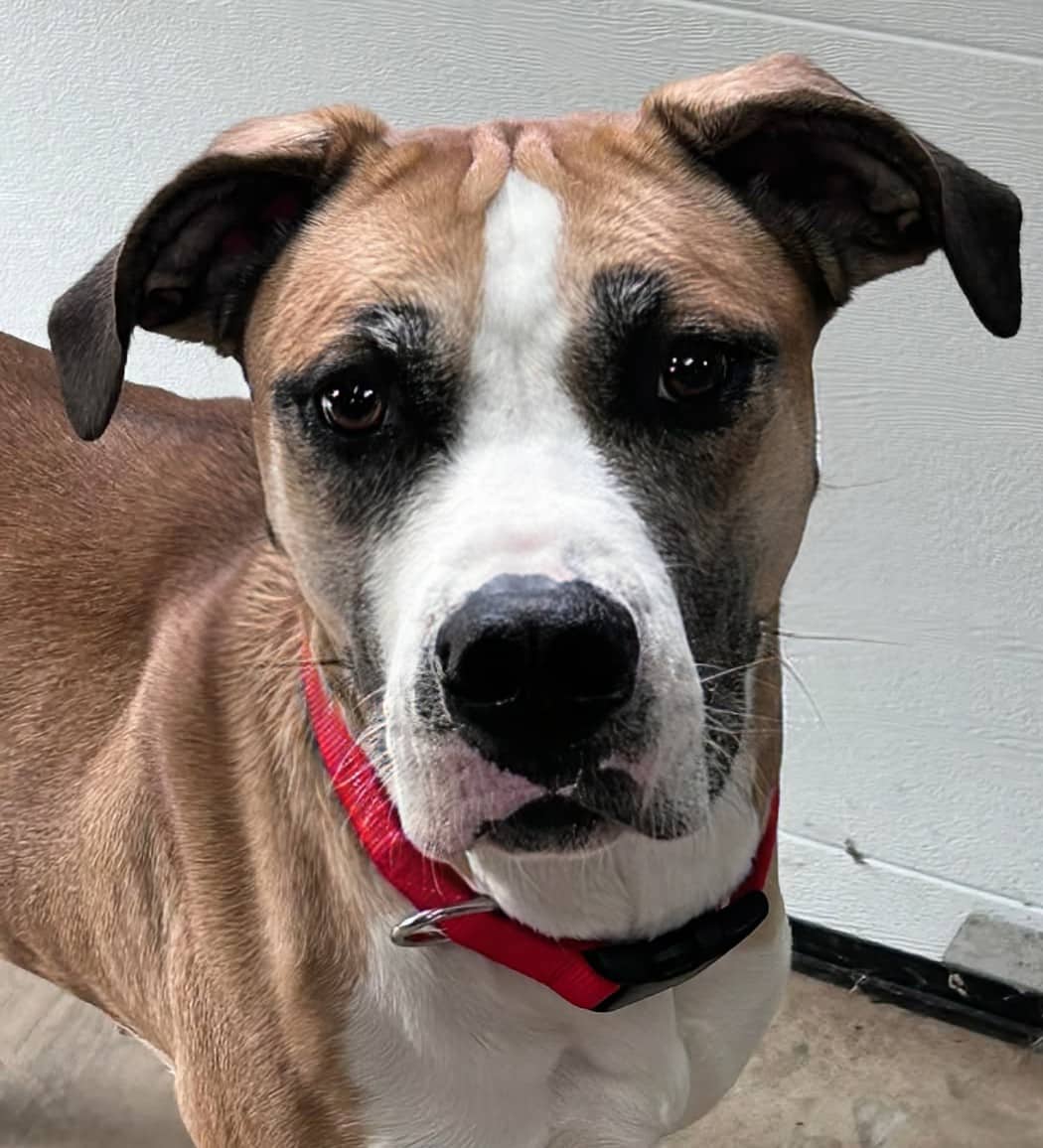 Honey - Mixed breed available for adoption in Calgary