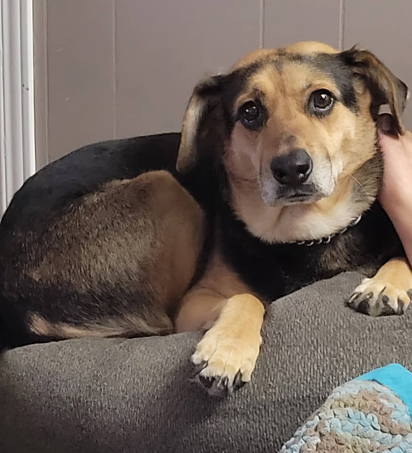Peanut - Mixed breed available for adoption in Calgary
