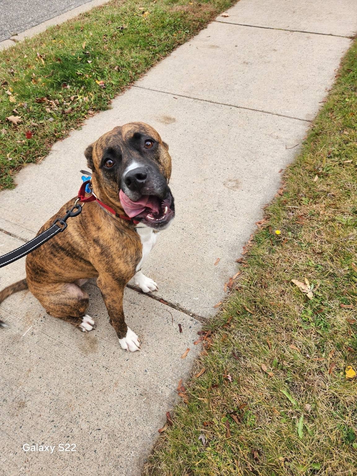 Dixie - Boxer mix available for adoption