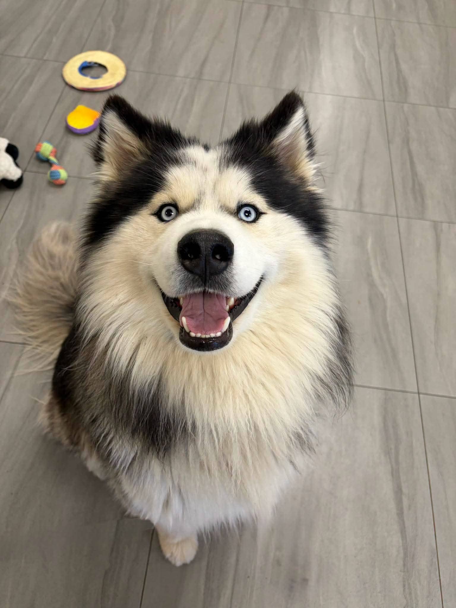 Damon - Malamute mix available for adoption