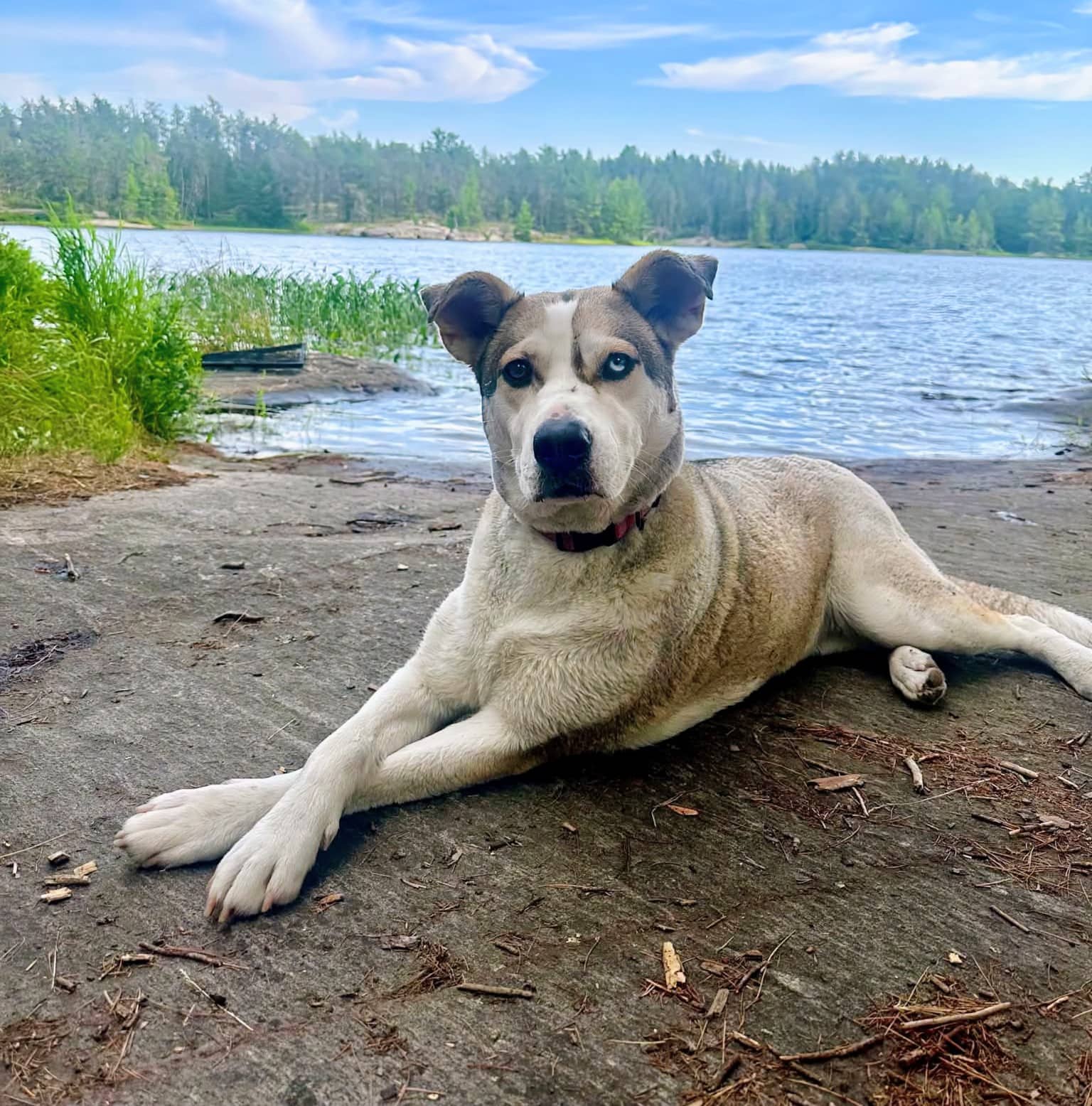 Koda - Husky mix available for adoption