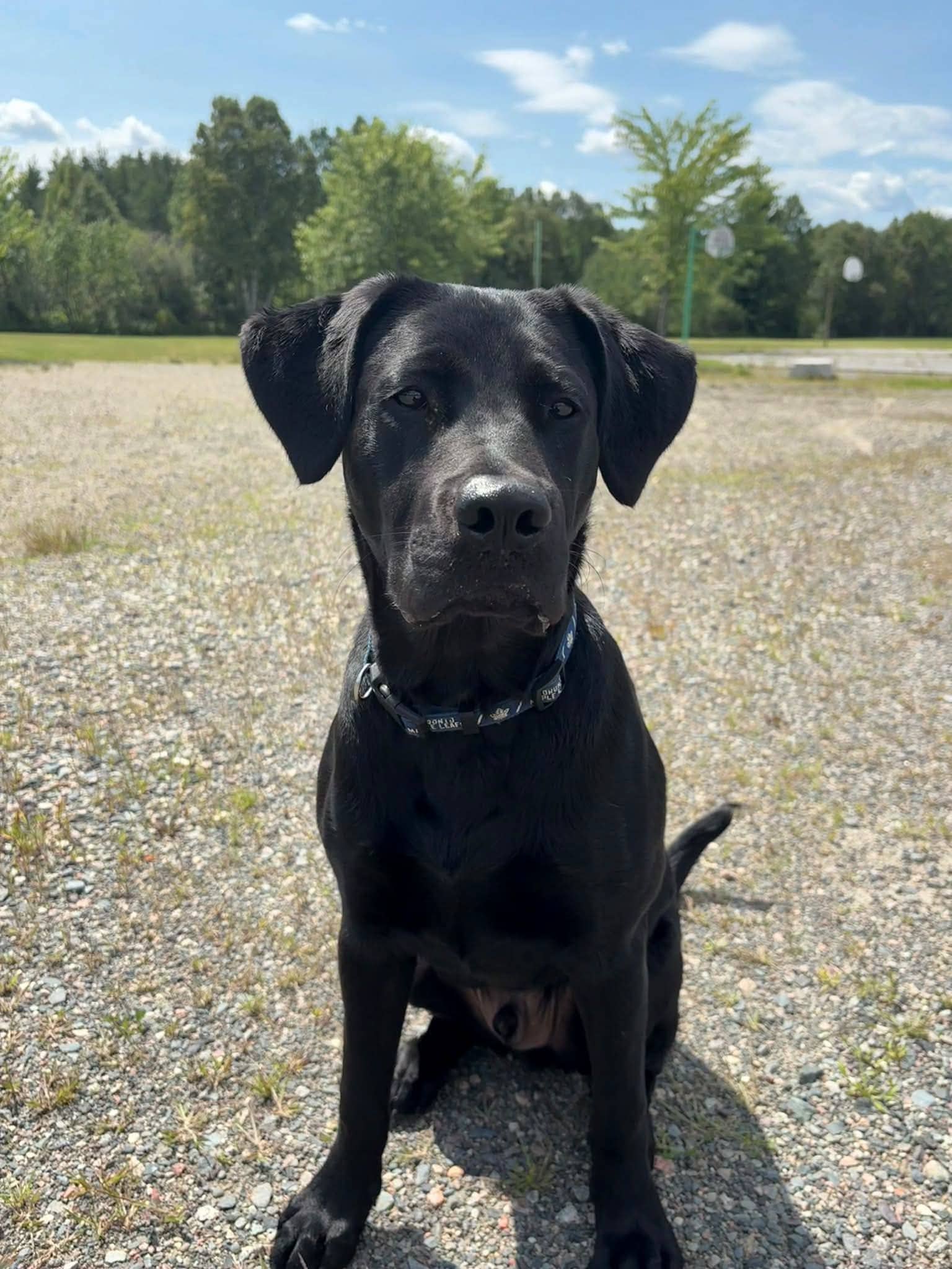 Asher - Lab mix available for adoption in Ontario