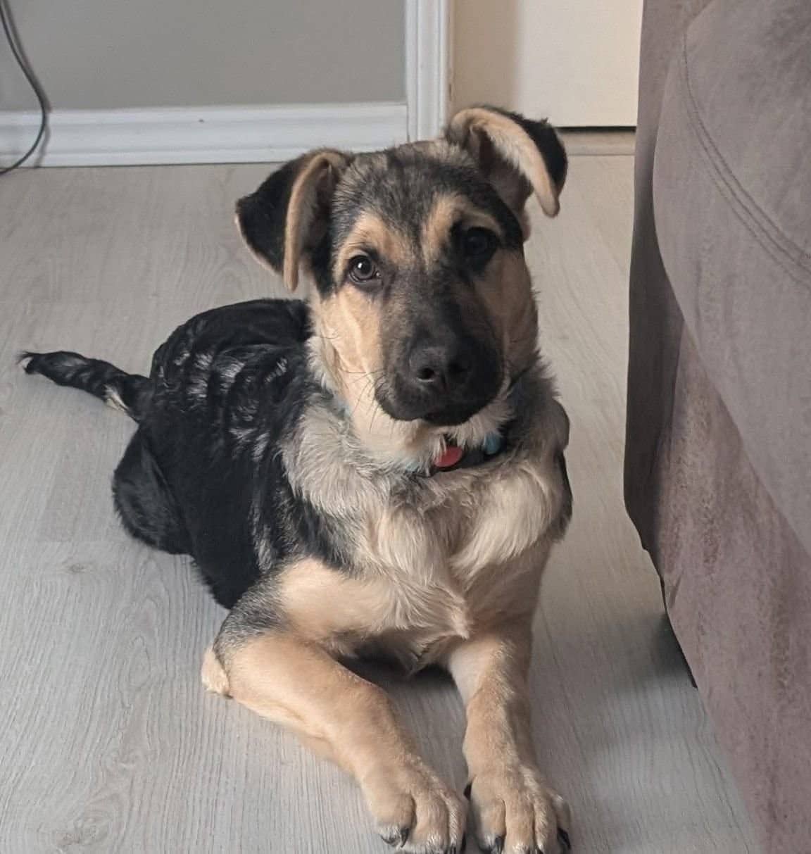 Atlas - Shepherd Mix available for adoption