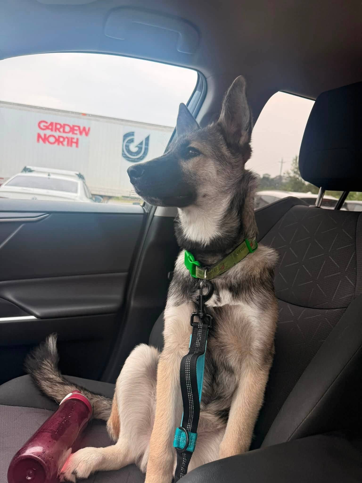 Duckie - Husky Mix available for adoption