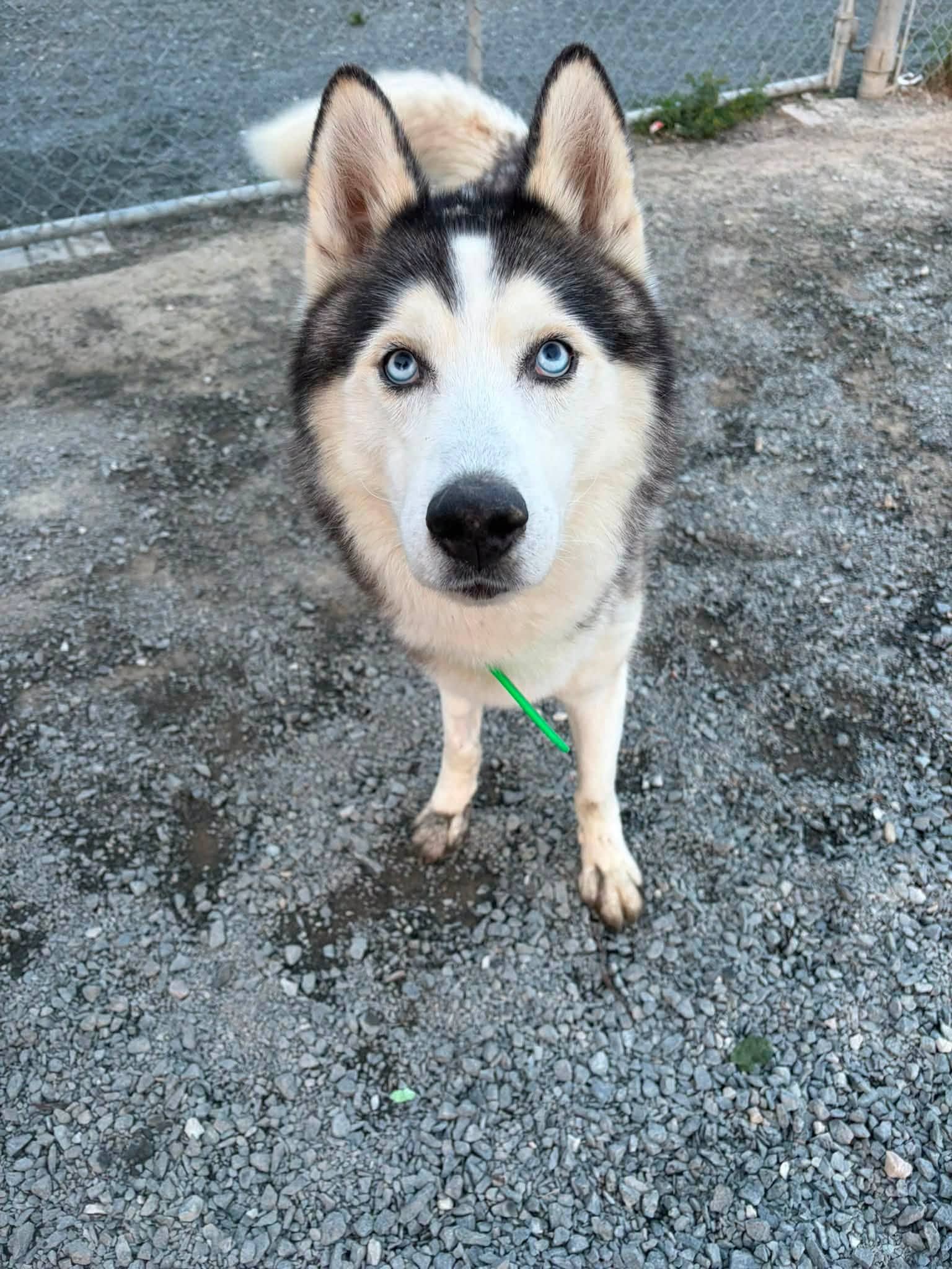 Georgie - Husky Mixed available for adoption