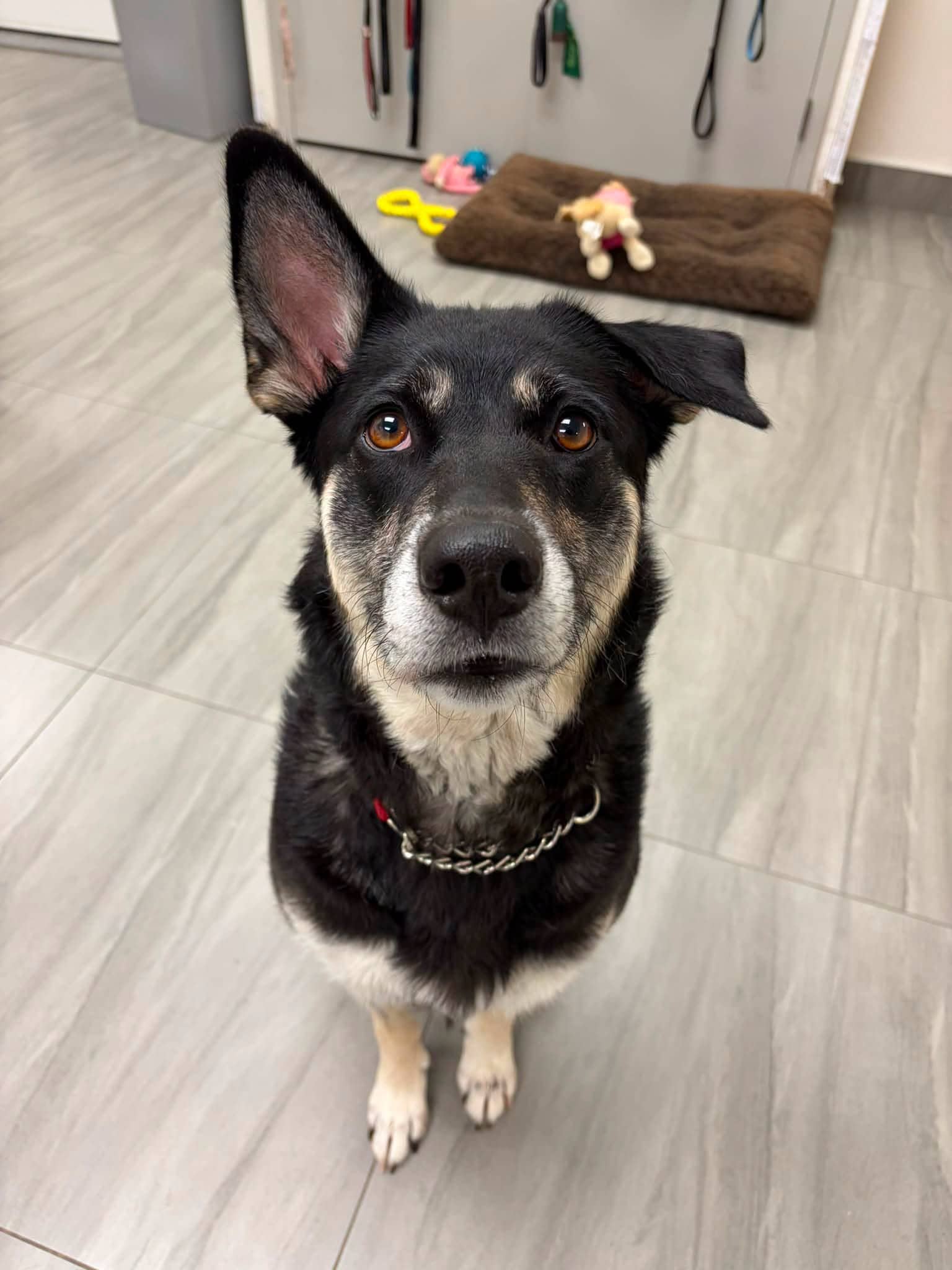 Brooklyn - Mixed Breed available for adoption in Ontario