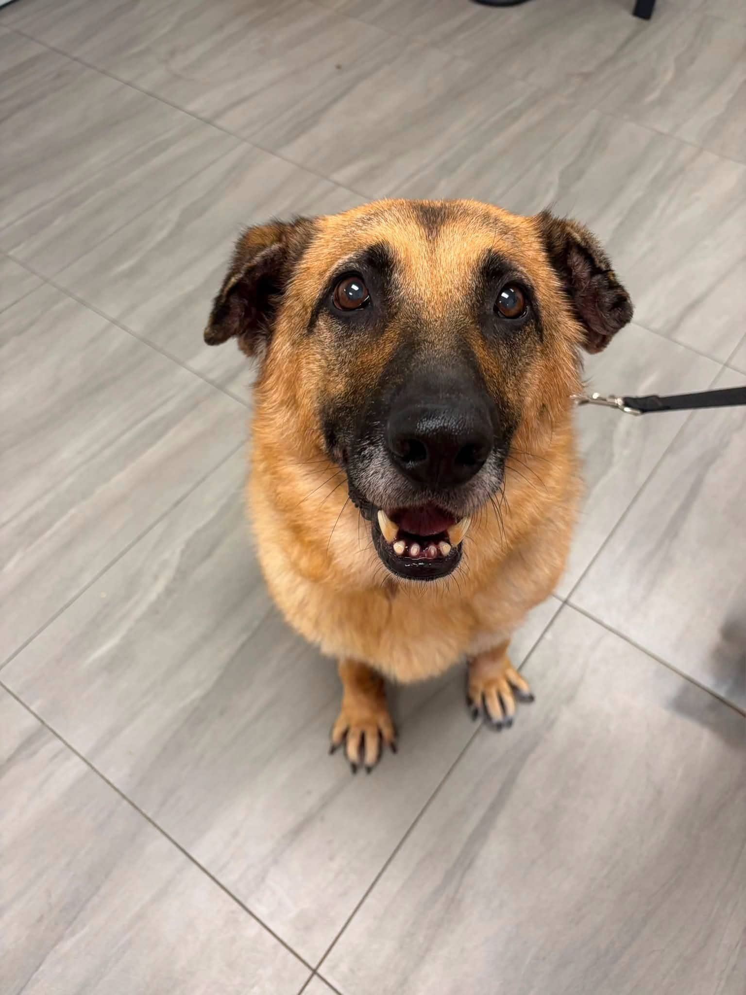 Jovie - Shepherd Mix available for adoption in Ontario