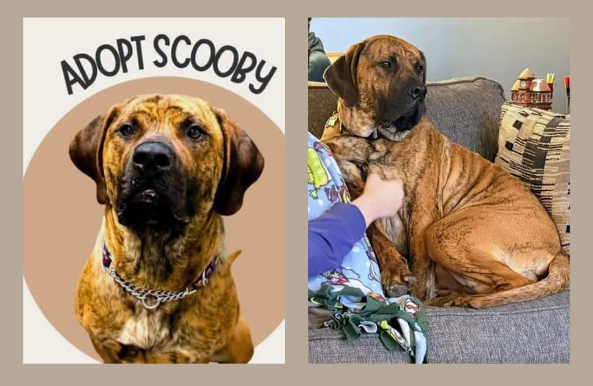 Scooby