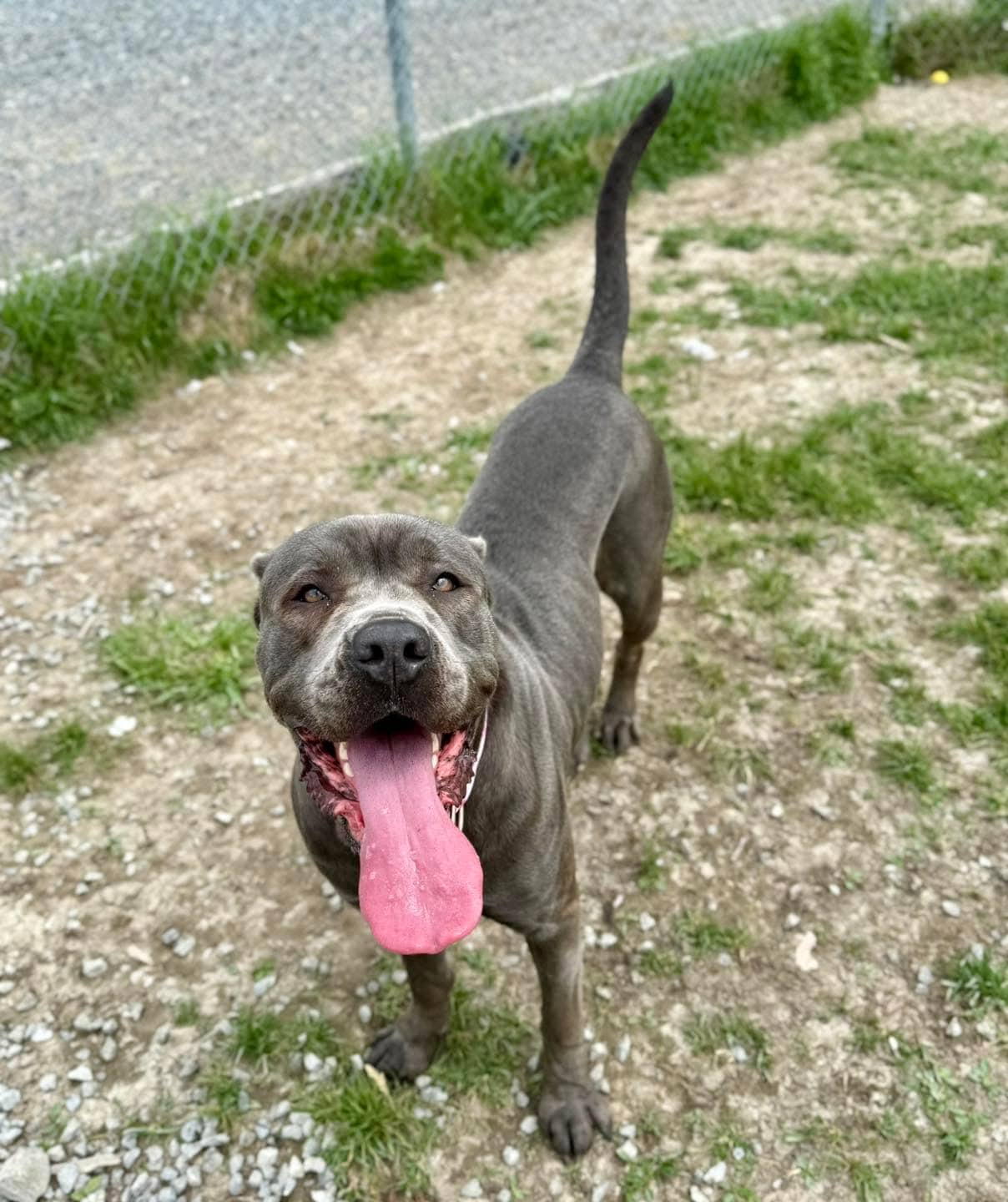 Rayne - Cane Corso available for adoption in Ontario