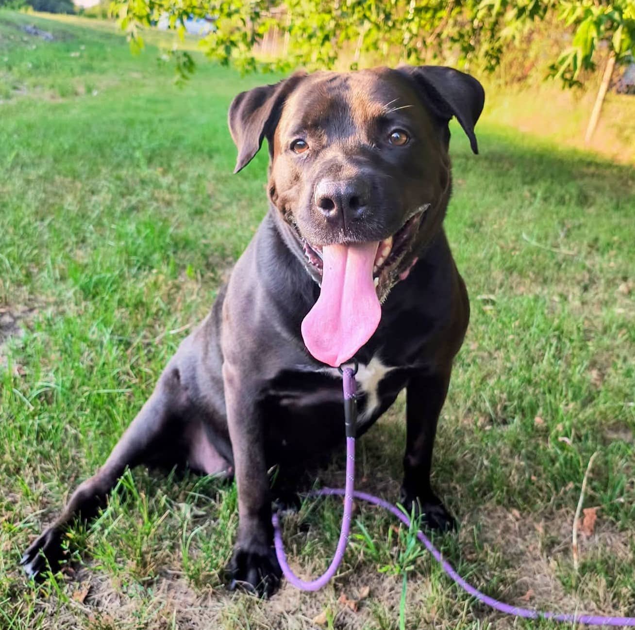 Prissy - Cane Corso Mixed Breed available for adoption in Ontario
