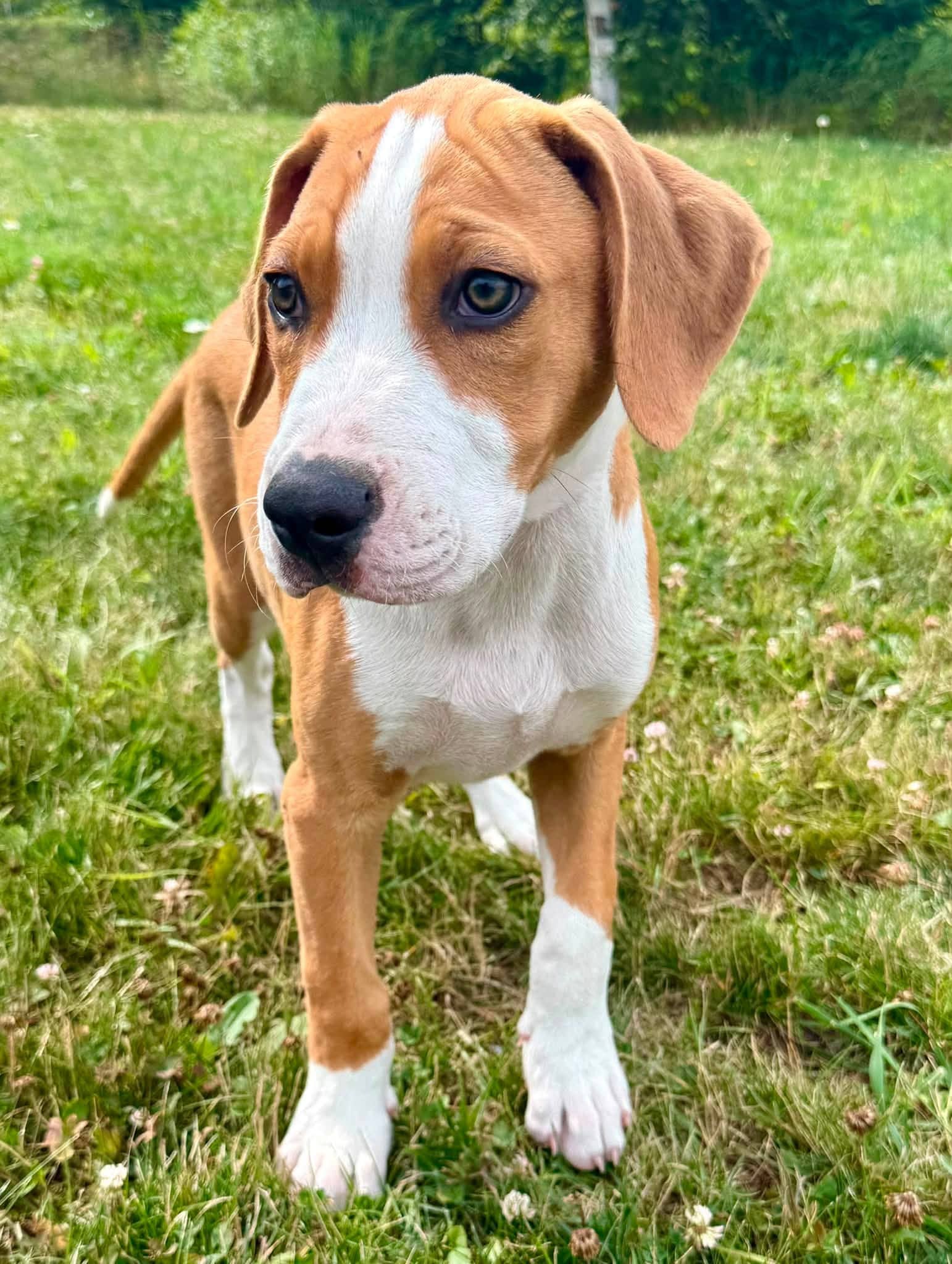 Big B - Treeing Walker Coonhound mix available for adoption
