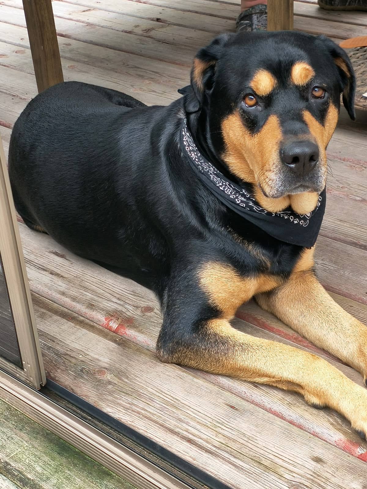 Shelby (Rottweiler) - Rottweiler available for adoption