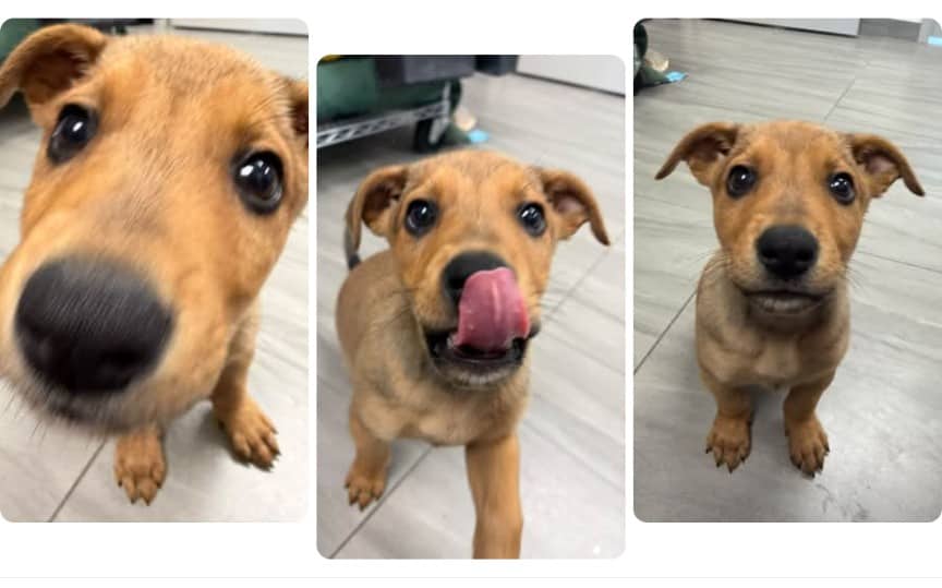 Koop - Shepherd mix Hi there! I'm Koop, a 8-week-old mixed breed pup, and I'm writing to you today because I'm on an official quest to find my very own forever family! πΎ My journey started with a very long 18-hour car ride all the way from Grassy Narrows to Pet Save. When I first arrived, the nice humans told me I was a little, well... stinky! But after a cozy bath, I am now squeaky clean, smelling fresh, and looking extra handsome. Don't let my sweet face fool you, thoughβI am a total firecracker! I've already got a delightfully spunky personality, and between you and me, I'm definitely the boss of my two siblings. I love playing with all the toys I can get my paws on, being a complete goofball, and soaking up all the love I can get. I might be small, but I've got a huge heart and so much joy to bring to your life. I just know I'd make the absolute best addition to your home! I am looking for a home with a furry sibling to keep me company πΎ Want to be my forever human? Call: 705-692-3319 Apply: Fill out an adoption application on our website today! available for adoption