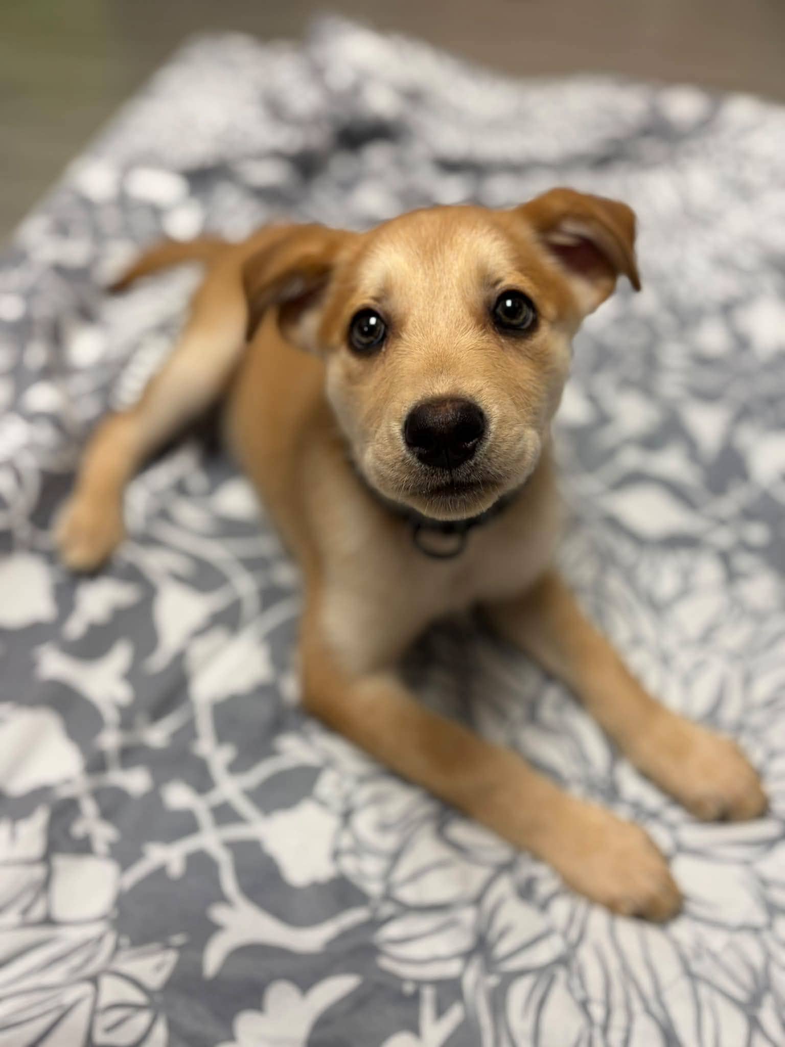 Annie - Mixed breed available for adoption in Calgary