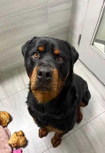 Rocky - Rottweiler mix available for adoption in Calgary