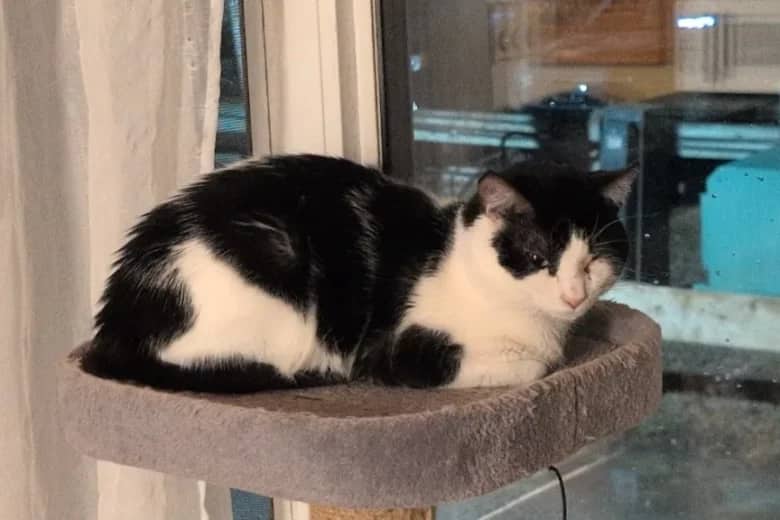 Moozer - Domestic Shorthair cat available for adoption in Calgary