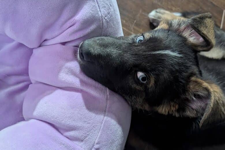 Nobu - Mixed Breed available for adoption