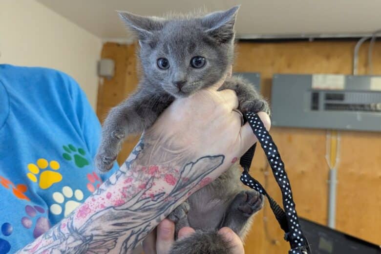 Sylveon - Domestic Shorthair available for adoption
