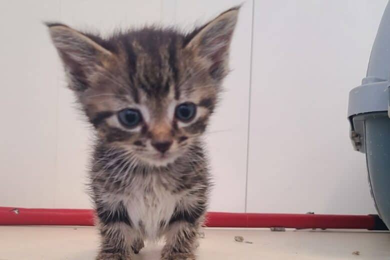 Madam Mim - Domestic Shorthair available for adoption