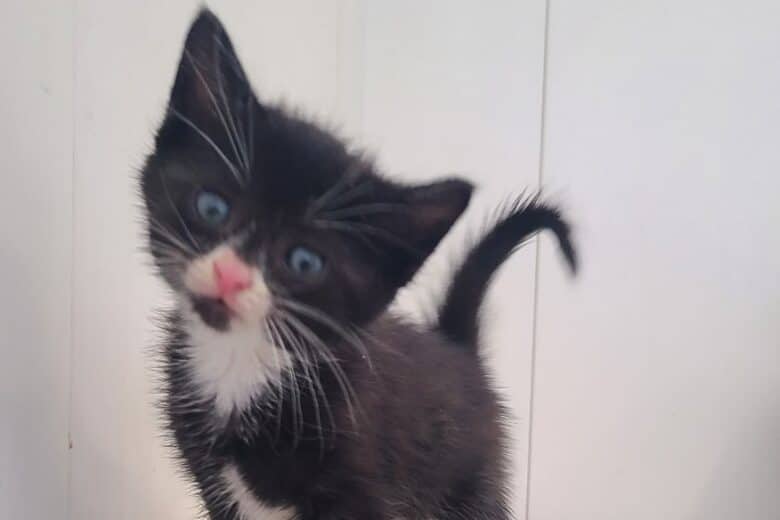 Maleficent - Domestic Shorthair available for adoption