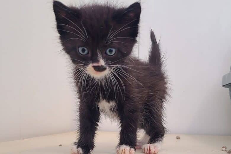 Ursula - Domestic Shorthair available for adoption