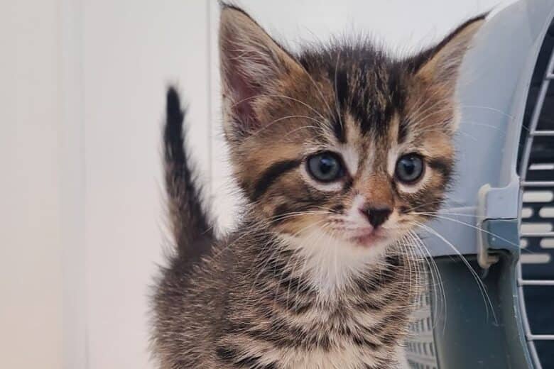 Lady Tremaine - Domestic Shorthair cat available for adoption at Pembina Valley Humane Society in Morden