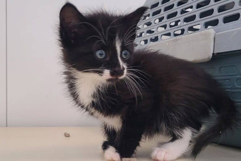 Mother Gothel - Domestic Shorthair available for adoption