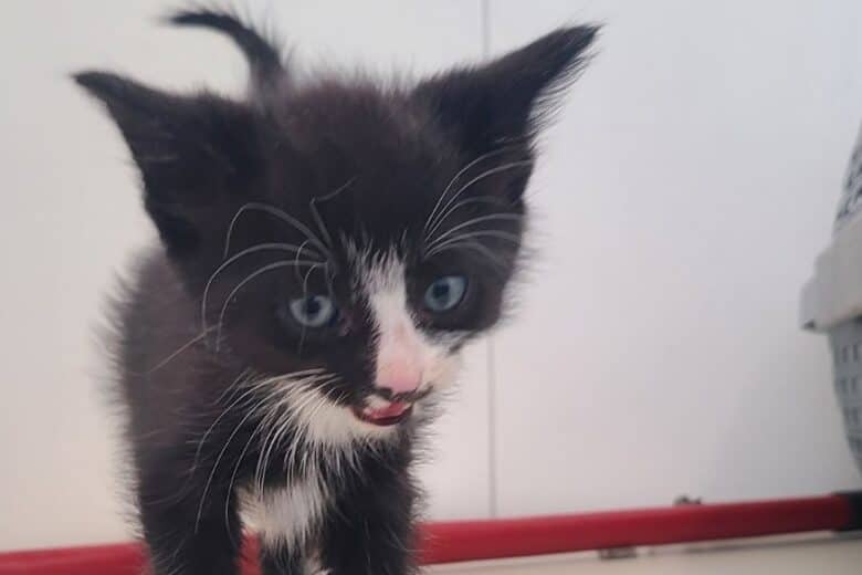 Jafar - Domestic Shorthair available for adoption