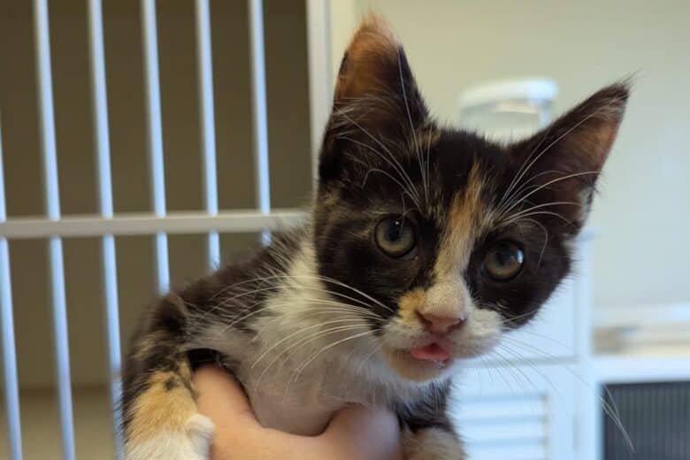 Loose-Leaf - Domestic Shorthair available for adoption