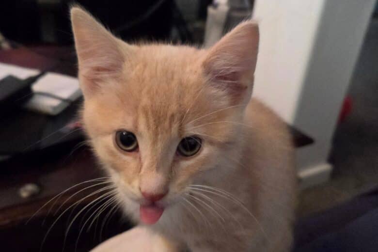 Arriba - Domestic Shorthair available for adoption