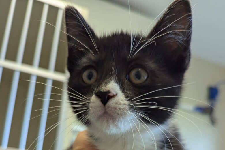 Thumbtack - Domestic Shorthair available for adoption
