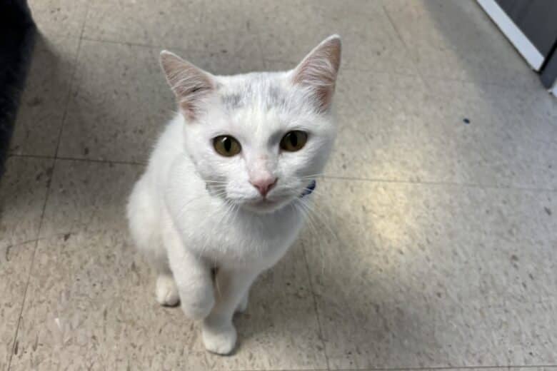 Latte - Domestic Shorthair available for adoption