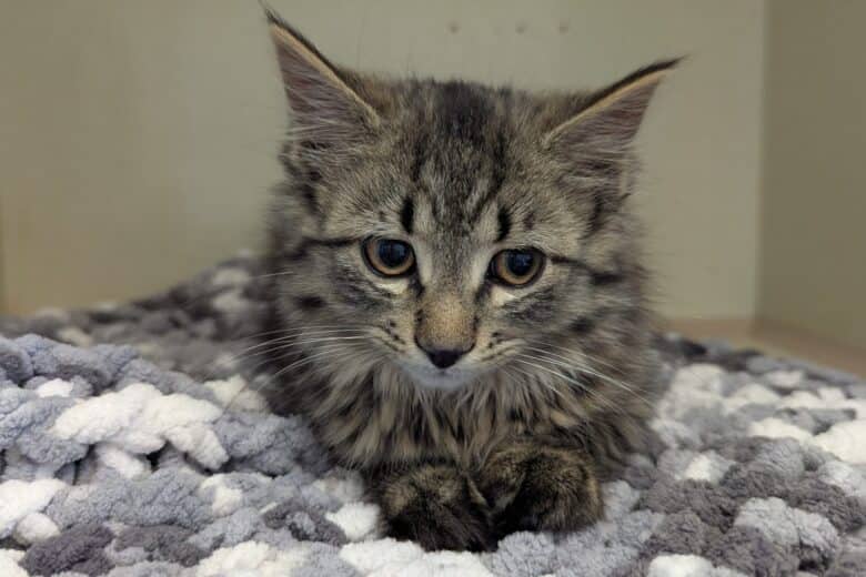 Lady Paw Paw - Domestic Shorthair available for adoption