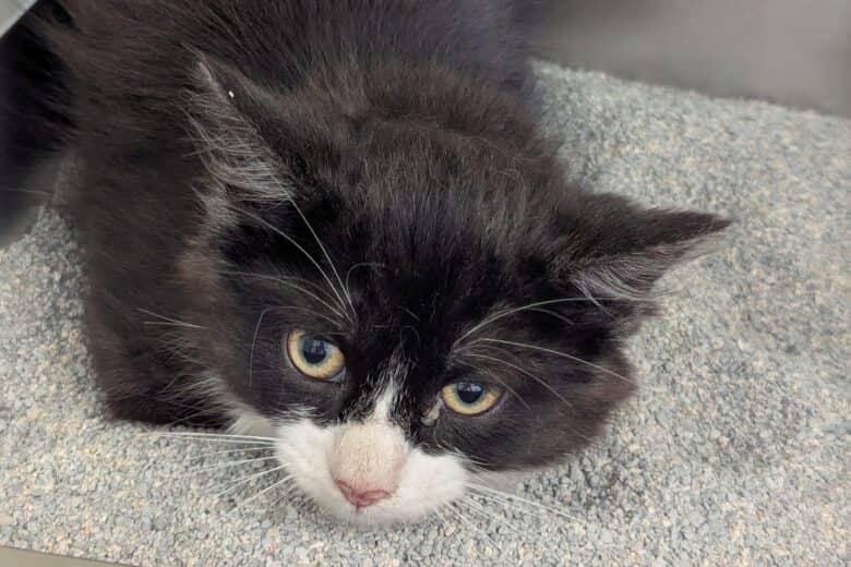 The Mad Catter - Domestic Shorthair available for adoption