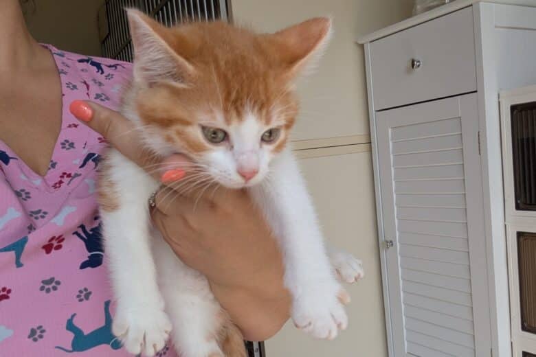 Dorito - Domestic Shorthair cat available for adoption at Pembina Valley Humane Society in Morden