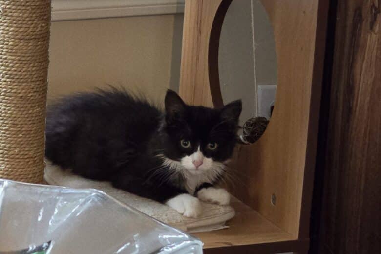 The Mad Catter - Domestic Shorthair available for adoption