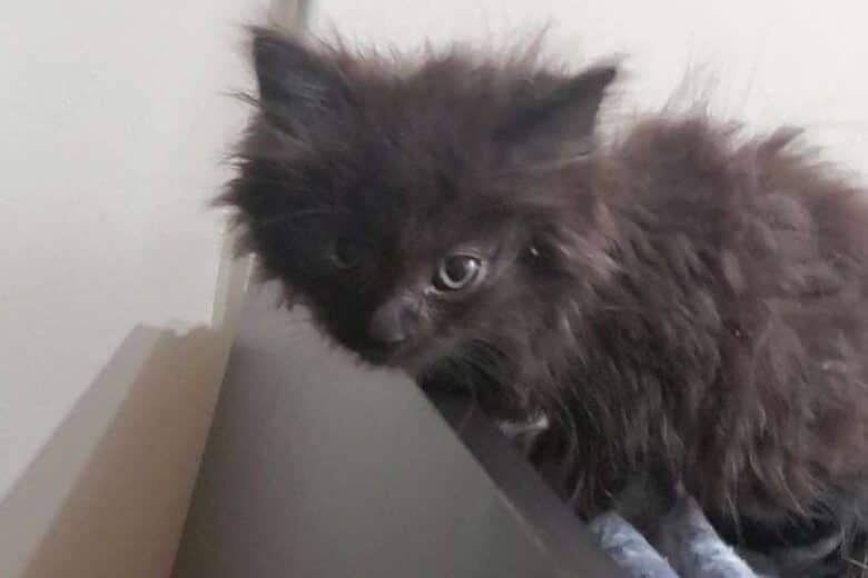 Jolteon - Domestic Shorthair available for adoption