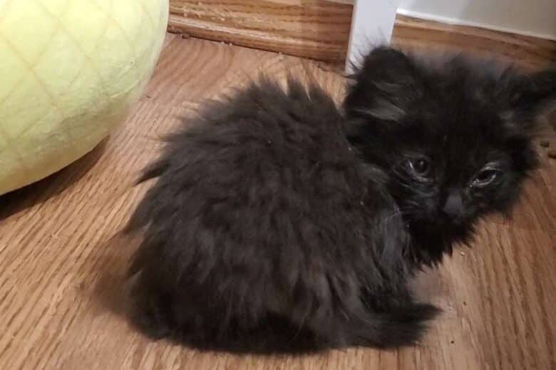 Umbreon - Domestic Shorthair available for adoption