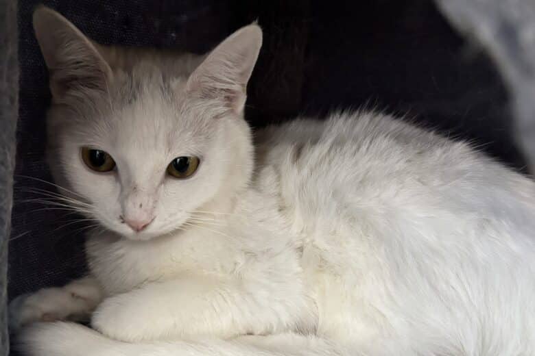 Vanilla - Domestic Shorthair available for adoption