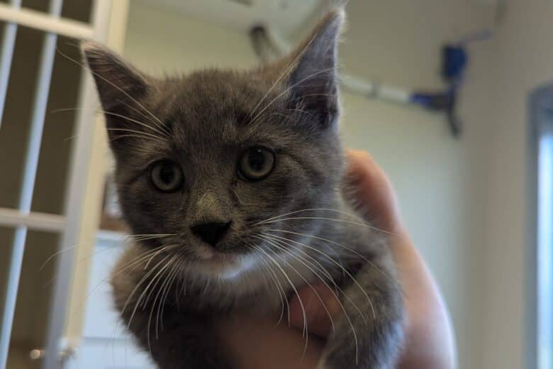 Paperclip - Domestic Shorthair available for adoption