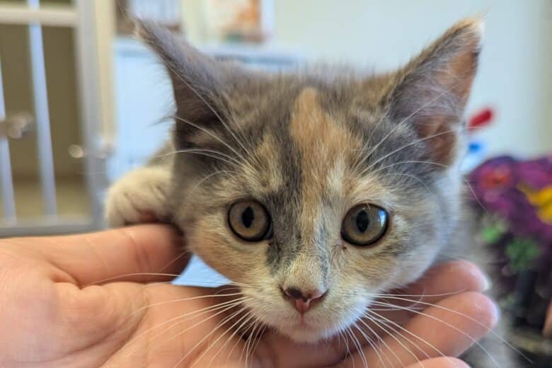 Stapler - Domestic Shorthair available for adoption
