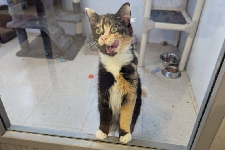 Crayon - Domestic Shorthair cat available for adoption at Pembina Valley Humane Society in Morden