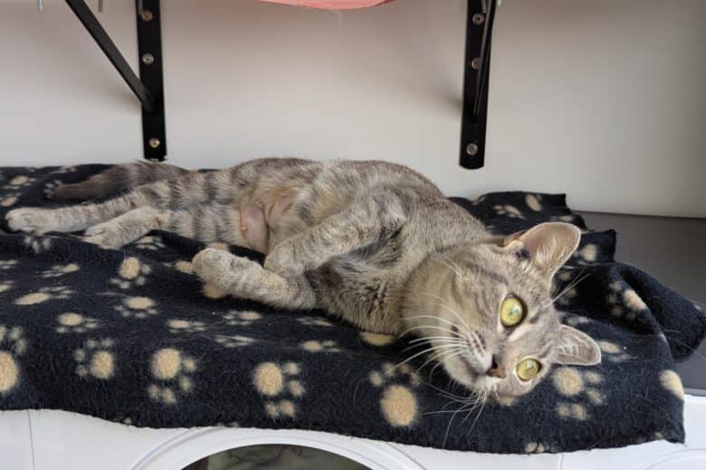 Clover - Domestic Shorthair available for adoption