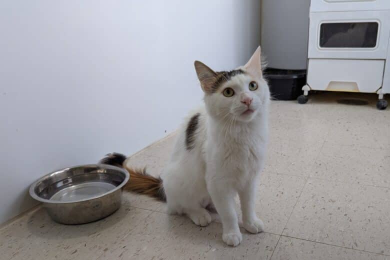 Miss Vickie - Domestic Shorthair available for adoption