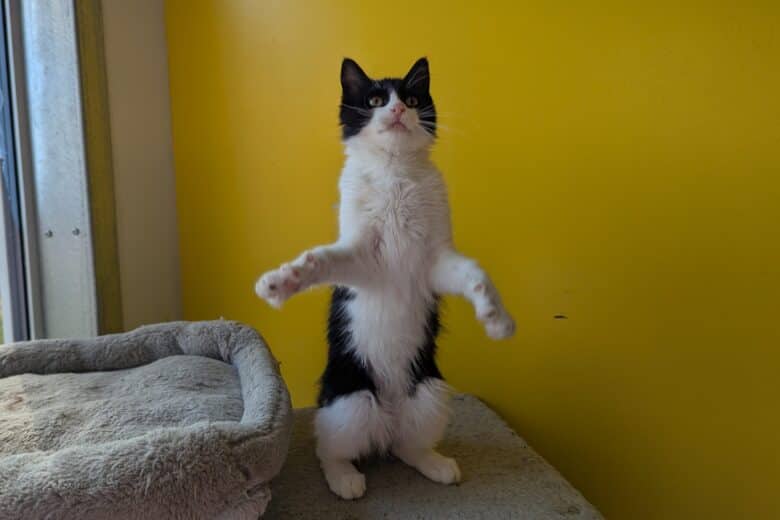 Po - Domestic Shorthair available for adoption