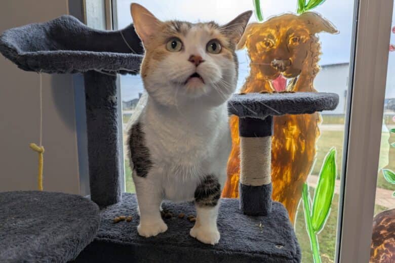 Hocus - Calico available for adoption