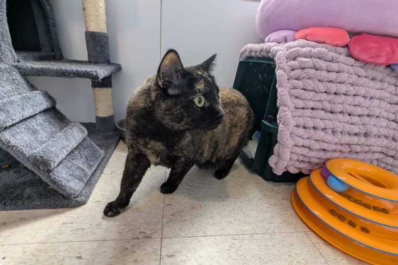 Boonie - Tortie cat available for adoption at Pembina Valley Humane Society in Morden