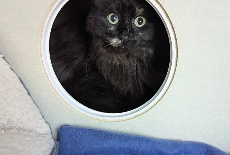 Pocus - Tortie available for adoption